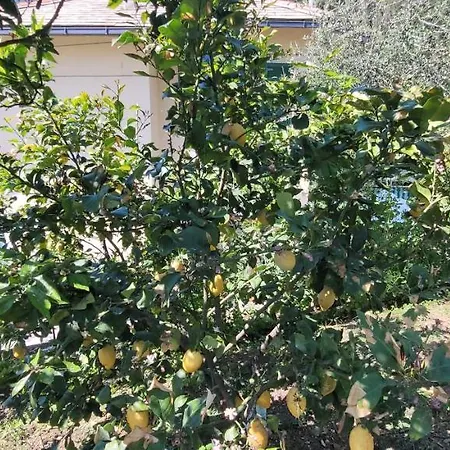 Trilocale Con Giardino Apartment